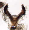 Connective on Banus Distant, 1908: Banus maculosus, connective, ventrally (BMNH). (Observation).