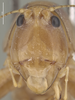 CollectionObject 1593807; a9000780-c3c0-4d1a-9895-19e4246dfe18: Male, head, frons (holotype). (CollectionObject).