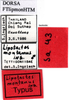 CollectionObject 1505304; 4ba5ef3e-cff3-47d0-bc1f-209e296f20a0: labels (holotype). (CollectionObject).