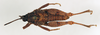 CollectionObject 1572736; a22c34d4-1ab4-49e3-be1c-e18c2c374562: male, dorsal view (paratype). (CollectionObject).