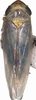 Habitus, dorsal view: !! display not done !! on Maiestas xanthocephalus (Dash & Viraktamath, 1998): Habitus. (Observation).