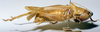 male, lateral view (holotype). Depicts CollectionObject 1539594; 9260ad1d-6038-4710-8aa5-fdf15928428b, a CollectionObject.
