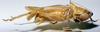 CollectionObject 1539594; 9260ad1d-6038-4710-8aa5-fdf15928428b, MNHN-EO-ENSIF1616: male, lateral view (holotype). (CollectionObject).