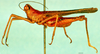CollectionObject 1500858; 85ab7483-2a45-40be-97a5-1c0febbe3fba, DORSA D052XM02: male, lateral view (lectotype). (CollectionObject).