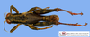 Ponderacris peruviana (Stål, 1878): male, dorsal view. (Otu).