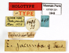 CollectionObject 1587673; MNHN(SF IMPORT DUPLICATE) MNHN-EP-EP1848, 2fa4a14c-22be-4de4-bae3-f1f4fdcfc45b: CC BY-NC-ND 4.0/MNHN - Depraetere Marion - 2014. Holotype, female, of jucunda Saussure, 1869. Specimen number: MNHN-EP-EP1848. http://coldb.mnhn.fr/catalognumber/mnhn/ep/ep1848. (CollectionObject).