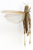 CollectionObject 1591838; c7c6f436-71b3-4cb5-9a8d-3eea3f836772: female, dorsal view (paratype). (CollectionObject).