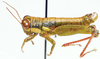 Lentula mecostiboides Ramme, 1929: male, lateral view. (Otu).