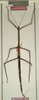 CollectionObject 1557488; NMW 792, 6ee6e042-6ca6-436a-9b06-167ea2883655: copyright NMW, Vienna. female (holotype). (CollectionObject).