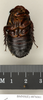Salganea aperturifera Roth, 1979: Copyright Natural History Museum, London. Paratype (adult male) in BM(NH). Ventral view. (Otu).