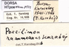 CollectionObject 1507209; 0289b700-9f78-4e95-8cea-a3a4bcc75f5f: labels (Poecilimon rammeanus). (CollectionObject).