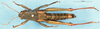 CollectionObject 1537636; 0656b67a-5721-40b4-a9e7-9bc9bc0263fb, DORSA EAconchiP17: female, dorsal view (paralectotype). (CollectionObject).