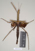 CollectionObject 1560498; 9f6255ae-b881-457f-b808-5bda1a544370, NHMUK(SF IMPORT DUPLICATE) 845029-845030: copyright Natural History Museum, London. female (syntype). (CollectionObject).