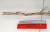 CollectionObject 1558543; 54875b90-1d03-4fea-b003-54f98934582a: copyright ANIC, Canberra. female: head and thorax, lateral view (paratype). (CollectionObject).