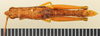 CollectionObject 1571001; 7d76efb5-993c-4226-a6c5-a178af698431: female, dorsal view (allotype). (CollectionObject).