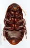 CollectionObject 1587512; MNHN(SF IMPORT DUPLICATE) MNHN-EP-EP786, c371a086-e8ce-4326-8f1c-edf2dcb97221: CC BY-NC-ND 4.0/MNHN - Depraetere Marion - 2014. Holotype, male, of kyebangensis Grandcolas, 2001. Specimen number: MNHN-EP-EP786. http://coldb.mnhn.fr/catalognumber/mnhn/ep/ep786. (CollectionObject).