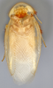 CollectionObject 1569228; 7052bf41-3dd0-4a23-9c5b-a734876ac043: Photo by Heidi Hopkins. Holotype, adult male, dorsal habitus. (CollectionObject).