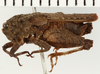 CollectionObject 1574112; NHRS 13611, 7e9e5d12-0ccc-4ca1-93e0-1ed67dc5ac0e: male, lateral view (allotype). (CollectionObject).