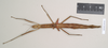 CollectionObject 1864532; e9546030-2ecc-4eeb-aa99-5a7188fd4bab: female of synonym Alopus coccophages (syntype) Source: Paul Brock's photos, copyright Natural History Museum, London. (CollectionObject).
