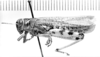 CollectionObject 1521483; 5913f6c2-3ba4-4c22-a725-051c7cefac17: Image, C.S. Carbonell. male, lateral view (syntype of Diponthus communis). (CollectionObject).