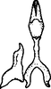 Stylus: !! display not done !! on Pendarus (Pendarus) stipatus stipatus (Walker, 1851): Stylus. (Observation).