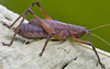 Fig. 12 C. male, lateral view. Depicts Adapantus (Neoadapantus) pragerorum Naskrecki, 2008, an Otu.