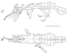CollectionObject 1564374; f0c246d4-0726-4ebe-a411-ed9c6c955a50: female (holotype), from original publication. (CollectionObject).
