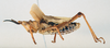 CollectionObject 1506185; 4bc735b7-aa2b-4501-88d1-bcb626042bb1: male, lateral view (holotype of Taphronota subverrucosa). (CollectionObject).