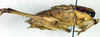CollectionObject 1500545; 6389b533-5e55-4b41-aa08-9268f67ea488: male, lateral view (holotype). (CollectionObject).