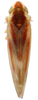 Habitus, dorsal view on Erythridula rufostigmosa (Beamer, 1930): Habitus (E. rufostigmosa var. subnubila Beamer, KSEM collection). (Observation).