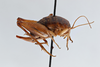 CollectionObject 2741441; e5df46dd-ad44-4d89-9614-ccad595f5722, CNCI 311950: Ceuthophilus thomasi. Lateral view. (CollectionObject).