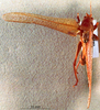 CollectionObject 1534911; BPBM 3224824, 840fb50b-b1a2-4997-86d3-cd9679d17fd7: male, dorsal view. (CollectionObject).