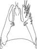 Pygofer ventral appendages, ventral view on Falcitettix (Falcitettix) guttiger (Kusnezov, 1929): Pygofer ventral appendages, ventral view. (Observation).