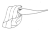 Ceuthophilus (Ceuthophilus) nevadensis Barnum, 1964: Fig. 113 (after holotype). male, apex of abdomen, lateral view. (Otu).