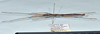 CollectionObject 1559914; ce5a0647-7815-4250-8099-b51abe49e650: copyright MNHN, Paris. male, lateral view (holotype). (CollectionObject).