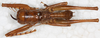 CollectionObject 1532348; f1722499-f6ba-46c1-b2df-ff6ee62fb080: male, dorsal view (holotype). (CollectionObject).