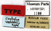CollectionObject 1587240; MNHN(SF IMPORT DUPLICATE) MNHN-EP-EP1188, 283b026b-8c3f-46e2-89da-deb128b06003: CC BY-NC-ND 4.0/MNHN - Depraetere Marion - 2014. Paratype, female, of variabilis Shelford, 1907. Specimen number: MNHN-EP-EP1188. http://coldb.mnhn.fr/catalognumber/mnhn/ep/ep1188. (CollectionObject).