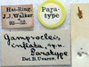 CollectionObject 1520639; e107b5ee-8f38-4d7e-be16-1fa186d4a614: labels (paratype). (CollectionObject).