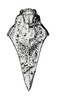 Dasyleurotettix infaustus (Walker, 1871): Fig. 52 (after paratype). female pronotum, dorsal view (Prototettix umbripennis). (Otu).