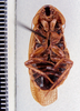 Litopeltis compleptera Roth & Gutiérrez, 1998: Photo taken by Heidi Hopkins. (Otu).