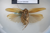 CollectionObject 1573252; a7032bbd-6da5-455e-9fcb-eaabc7ed064b: Copyright NHM, London. Male: ventral view, non-type. (CollectionObject).
