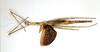 CollectionObject 1557416; 9b43f894-b843-4dac-b7c2-37005fc1c657: copyright ETHZ. female, dorsal view (holotype). (CollectionObject).