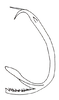 Aedeagus, lateral view: Male: aedeagus, lateral view. (Observation).