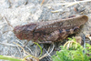 Arphia behrensi Saussure, 1884: Bon Tempe Lake, Marin County, California - May 2009. (Otu).