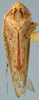 Habitus, dorsal view: Mexicananus levis, holotype, dorsally (OSUC). (Observation).