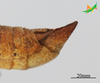 CollectionObject 2243577; d450f3a6-bbde-415c-903b-c870102abb23, Unioeste Cascavel K-0610: Male, terminalia in lateral view. (CollectionObject).