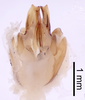 CollectionObject 1522844; a8de98c3-526b-4d44-8200-48c3a3778147: Male genitalia, ventral view (holotype). (CollectionObject).