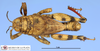 CollectionObject 1513124; MLP4239/1, 9a9eb9f4-060c-4ca9-8186-6da4339a2738: male, dorsal view (holotype). (CollectionObject).