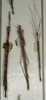 CollectionObject 1561913; NMW 1102', c9dead18-e880-4ef9-b194-999df353954e: copyright NMW, Vienna. male and female (syntypes), copyright NMW, Vienna. (CollectionObject).
