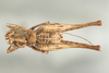 CollectionObject 1499304; f2ba2887-10d6-4082-a4be-71966691391c: Male, dorsal view (holotype). (CollectionObject).